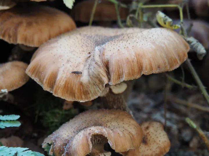 Vagevuurbos en Lippensgoed-Bulskampveld (België)